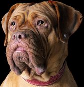 DP® Diamond Painting pakket volwassenen - Afbeelding: Hond met Rode Halsband - 30 x 30 cm volledige bedekking, vierkante steentjes - 100% Nederlandse productie! - Cat.: Dieren - Honden