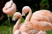 DP® Diamond Painting pakket volwassenen - Afbeelding: Groep Flamingo's - 60 x 90 cm volledige bedekking, vierkante steentjes - 100% Nederlandse productie! - Cat.: Dieren - Vogels
