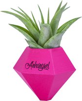 Anhängsel Decoratieve Hanger - BOK Suction cup - 6x6 cm - Pink