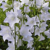 6 x Campanula Persicifolia 'Alba' - Breedbladig Klokje pot 9x9cm - Witte bloemen, langbloeiend, geschikt voor borders