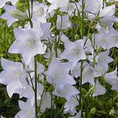 6 x Campanula Pers. 'Alba' - Campanule à feuilles de pêcher godet 9cm x 9cm