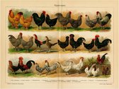 Kippenrassen, mooie vergrote reproductie van een oude plaat met kippen uit ca 1920