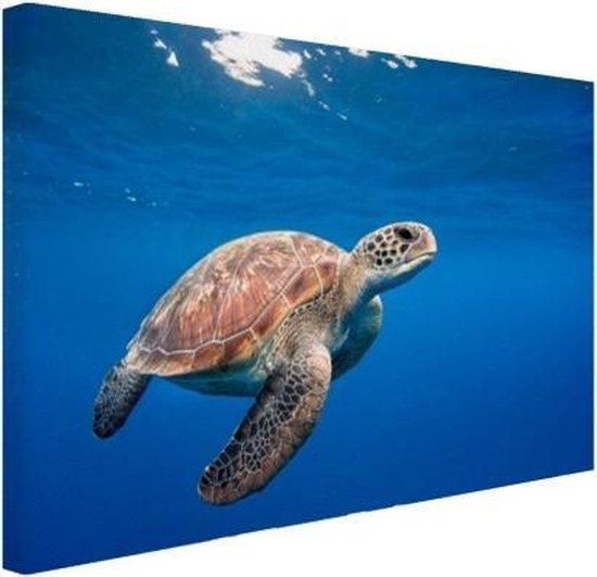 Sterkte voormalig thema Canvas Schilderij Schildpad in de oceaan - 120x80 cm - Wanddecoratie |  bol.com