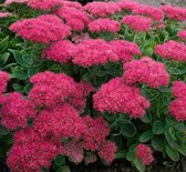 Roze muurpeper Brillant - Sedum Spectabile