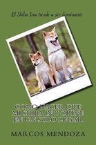 Como Hacer que Mi Shiba Inu Orine en un Solo Lugar