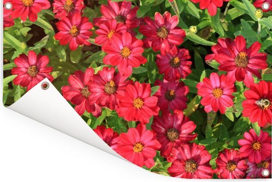 Affiche de jardin fleurs de zinnia rouge vif 120x80 cm - Toile de jardin / Toile d'extérieur / Peintures pour l'extérieur (décoration de jardin)