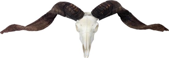 Vtw Living - Ram Schedel Skull - Dierenhoofd - Dierenschedel - 70 cm