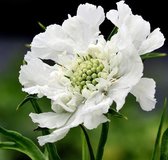 6 x Scabiosa Caucasica 'Alba' - Duifkruid Pot 9x9 cm - Witbloeiende Tuinplant