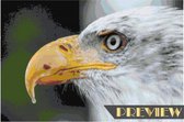 DP® Diamond Painting pakket volwassenen - Afbeelding: Kop adelaar - 50 x 75 cm volledige bedekking, vierkante steentjes - 100% Nederlandse productie! - Cat.: Dieren - Vogels