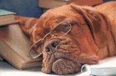 DP® Diamond Painting pakket volwassenen - Afbeelding: Hond met bril - 50 x 75 cm volledige bedekking, vierkante steentjes - 100% Nederlandse productie! - Cat.: Dieren - Honden