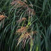 6 x Miscanthus Sinensis 'China' - Scherpgroen pot 9 x 9 cm - Een Siergras met Subtiele Elegantie en Herfstpracht