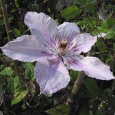 Klimplant - Clematis "Hagley Hybrid" - Rose - Hoogte 65cm - Doorsnede pot 15cm