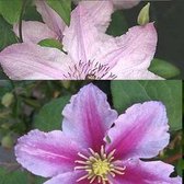 2 Clematis klimplanten: Clematis Hagley Hybrid & Clematis Piilu - Roze bloeiend en Winterhard - 2 x 1,5 liter pot
