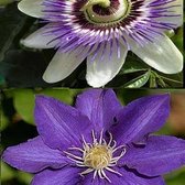 2 x Klimplanten: Clematis The President & Passiflora (Passiebloem) | 60cm hoog - 1.5 liter pot gekweekt met stok