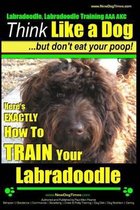 Labradoodle, Labradoodle Training AAA AKC