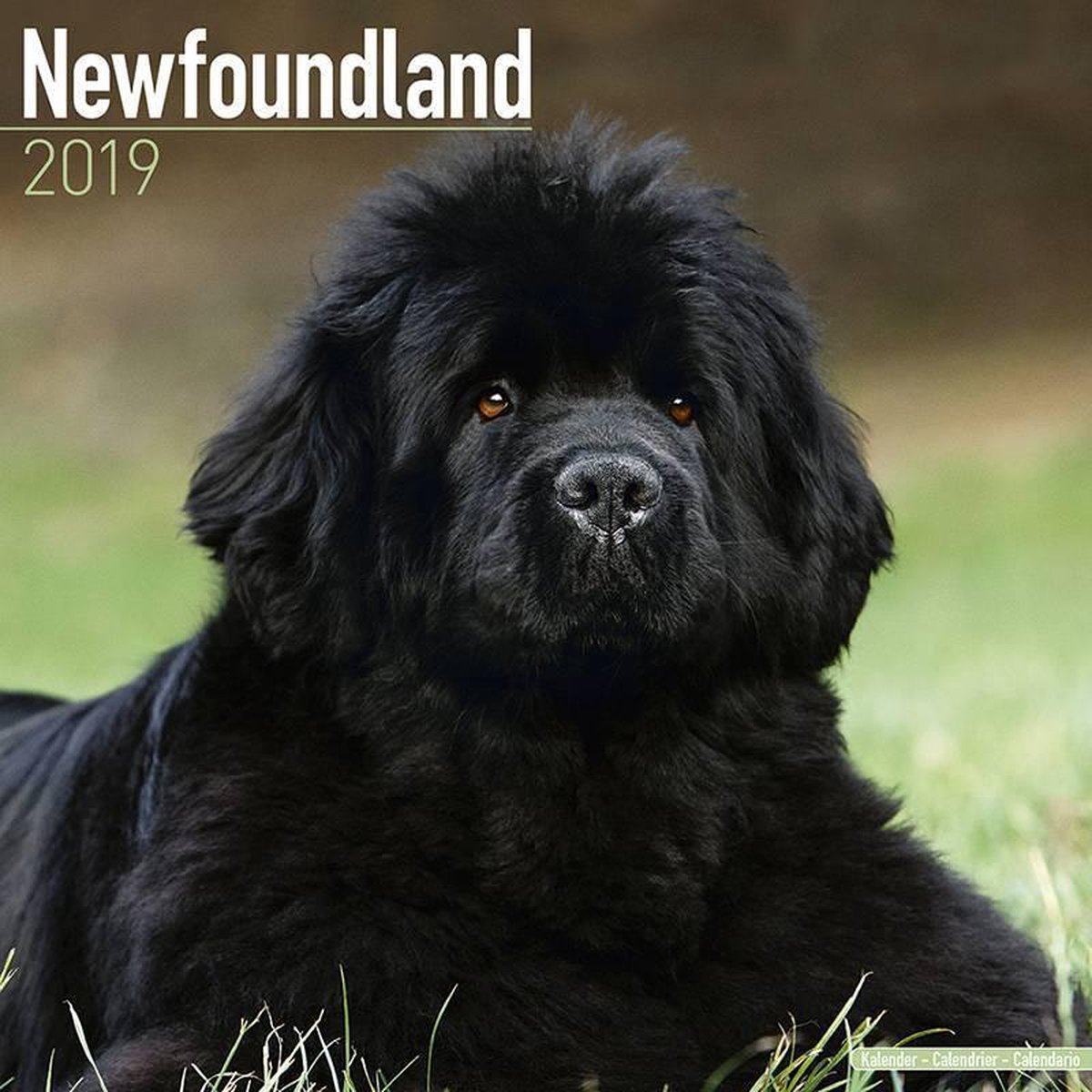 Newfoundlander Kalender 2019