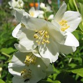 Philadelphus 'Lemoinei' - Boerenjasmijn - 50-60 cm in pot: Struik met heerlijk geurende witte bloemen.