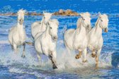 DP® Diamond Painting pakket volwassenen - Afbeelding: Rennende Witte Paarden - 50 x 75 cm volledige bedekking, vierkante steentjes - 100% Nederlandse productie! - Cat.: Dieren - Paarden