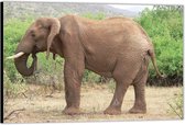 Dibond – Op een Tak Kauwende Olifant– 60x40 Foto op Aluminium (Wanddecoratie van metaal)