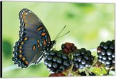 Dibond – Zwarte Vlinder op Bramen– 90x60 Foto op Aluminium (Wanddecoratie van metaal)