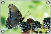 Tuinposter –Zwarte Vlinder op Bramen– 90x60 Foto op Tuinposter (wanddecoratie voor buiten en binnen)