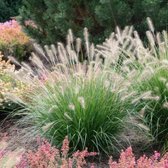 12 x Pennisetum alopecuroides 'Hameln' - Lampenpoetsersgras in 9x9cm pot met hoogte 5-10cm