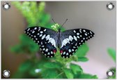 Tuinposter –Zwart / Witte Vlinder– 120x80 Foto op Tuinposter (wanddecoratie voor buiten en binnen)