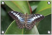 Tuinposter –Zwart / Blauwe Vlinder– 60x40 Foto op Tuinposter (wanddecoratie voor buiten en binnen)