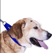 scarlet pet | Hondenhalsband "Universal" met kliksluiting en lengteverstelling; verschillende kleuren en maten; robuust nylon. Oranje (S) 24-34 x 1.5 cm