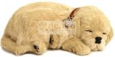 Schattig Huisdier Golden Retriever Puppy