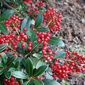 Skimmia Japonica 'Veitchii' - Skimmia 30-40 cm pot