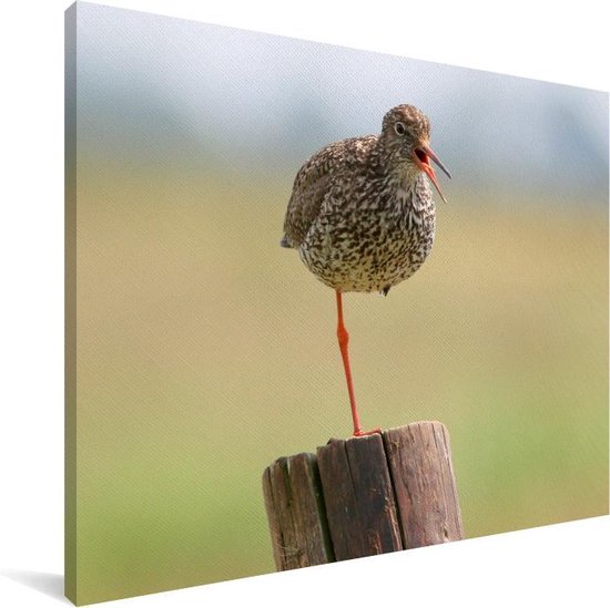 Redshank debout sur une jambe Toile 160x120 cm - Tirage photo sur toile (Décoration murale salon / chambre) XXL / Groot format!