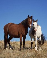Horse Photo School Composition Book Equine Buddies