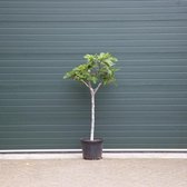 Vijgenboom - Ficus carica 125 - 150 cm (12 - 14 cm stamomtrek)