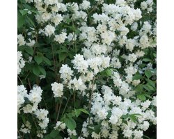 Philadelphus 'Virginal' - Boerenjasmijn 50-60 cm in pot