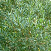 Phillyrea angustifolia - Steenlinde - 40-50 cm in pot: Wintergroene struik met smalle bladeren, geschikt voor hagen.