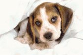 DP® Diamond Painting pakket volwassenen - Afbeelding: Puppy dog - 60 x 90 cm volledige bedekking, vierkante steentjes - 100% Nederlandse productie! - Cat.: Dieren - Honden