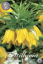 Fritillaria Lutea 1 bloemboel