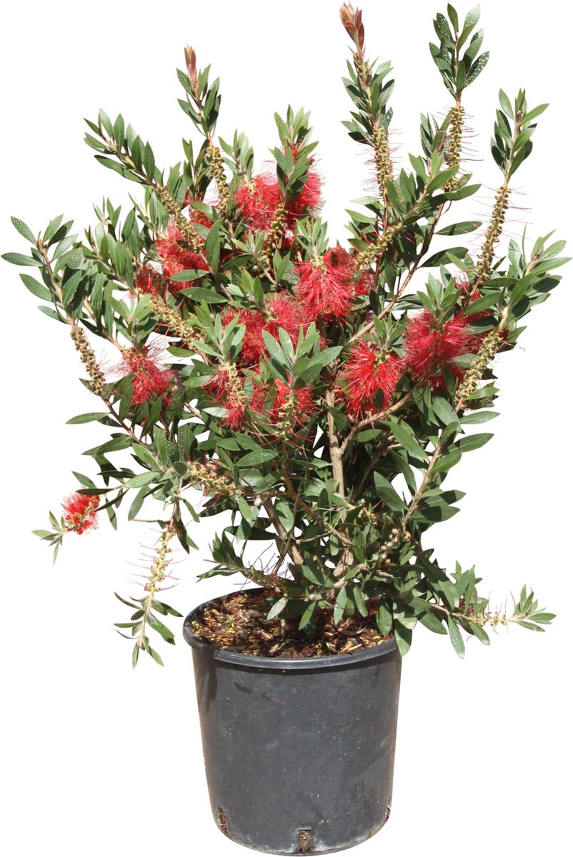 Callistemons : les meilleures variétés - Promesse de Fleurs
