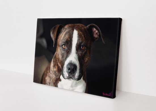 Canvasdoek - Schilderij - Hond Pitbull Stichting By Amanda - Zwart, Wit En Bruin - 100 X 150 Cm