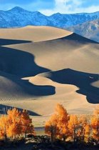 Sand Dunes and Golden Cottonwood Trees Nature Journal