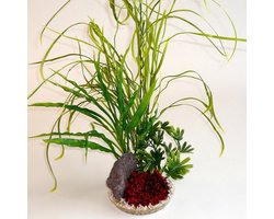 Sydeco lelie gras rock 45CM