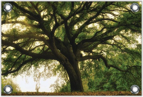 Tuinposter –Grote Boom– 90x60cm Foto op Tuinposter (wanddecoratie voor buiten en binnen)