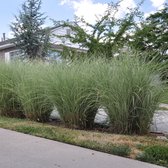 Miscanthus sinensis 'Morning Light' - Prachtriet - Pot 17 cm (2 liter)