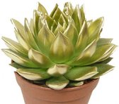 2 Gouden succulenten   "echeveria Miranda" - Goudkleurig -  in potmaat 10cms! - incl verzending! Makkelijk te verzorgen - succulent - een eyecatcher in uw huiskamer of op kantoor -