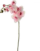 Orchidee - Fuchsia/wit - 100cm