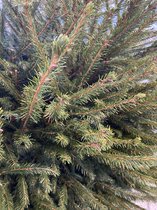 Picea abies - Gezaagd - 125-175 cm