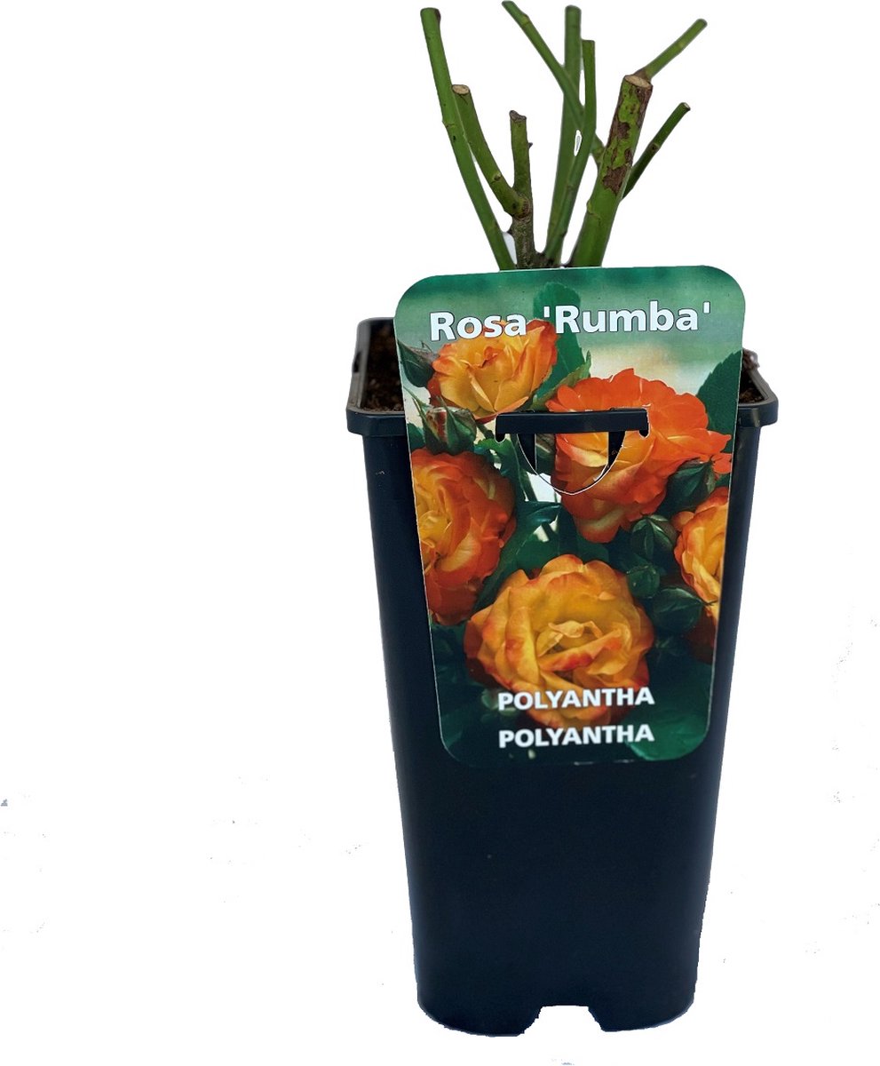 Rosa 'Rumba' - Trosroos, Pot 3.5L, 40 cm: Oranje en gele bloemen, energiek en kleurrijk.