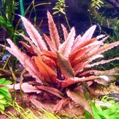 AQL - Cryptocoryne flamingo (3x in vitro cup 30cc)