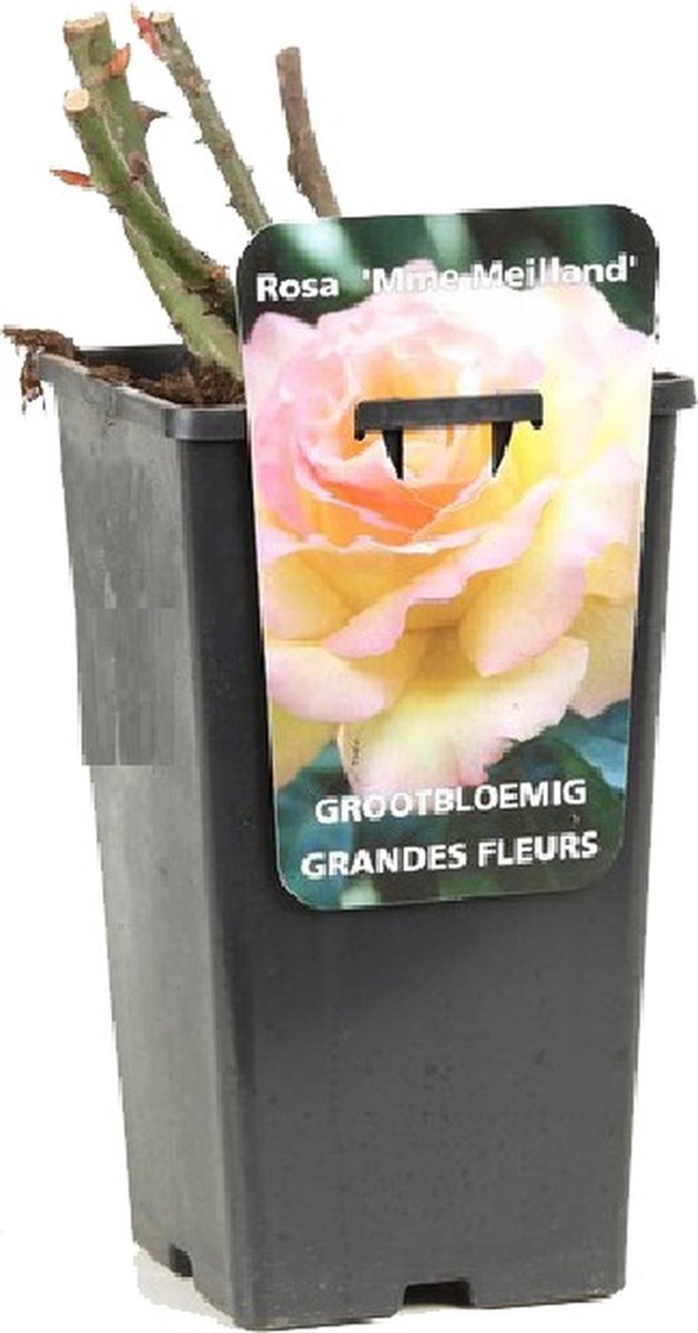 Rosa 'Madame Meilland' - Grootbloemige roos, Pot 3.5L, 40 cm: Geel-roze bloemen met een sterke geur.